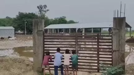 रसूलाबाद: मित्रसेनपुर कहिंजरी की गौशाला में भूख-प्यास से तड़प कर मर रहे गौवंश, जिम्मेदारों ने साधी चुप्पी