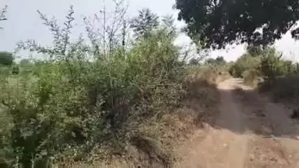 बाबई: माखन नगर के ग्राम गुडला में बाघ ने नहीं किया कोई नया शिकार, तलाश जारी, ग्रामीणों में दहशत