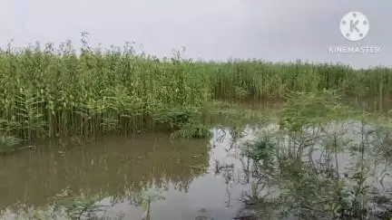 আরামবাগ: বর্ষা এলেই ৪-৫ মাস জলমগ্ন থাকে এলাকা,সমস্যা গোঘাটের সহ আরও দুই পঞ্চায়েত এলাকা,দাবি ঘাটাল মাস্টারপ্ল্যানের #jansamasya