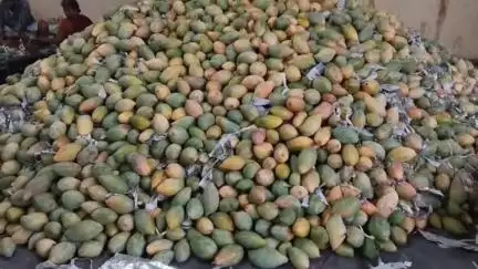 చిత్తూరు మామిడి కి మంచి గిరాకి 
 పెరుగుతున్న మామిడి ధరలు రైతుల్లో ఆనందం