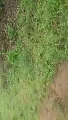 hamare gaon mein nikala Sher Bijapur mein dekha Gaya shehdol ✨ ✨