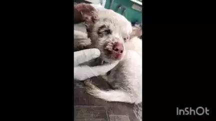 മൂവാറ്റുപുഴ: മിണ്ടാപ്രാണിയോട് കൊടും ക്രൂരത, മോനിപ്പിള്ളി സ്വദേശിയുടെ നായക്കുഞ്ഞിന്റെ മുഖത്ത് രാസവസ്തു ഒഴിച്ച് പൊള്ളിച്ചു