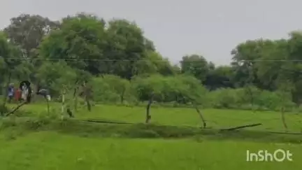 त्योंथर: चिल्ला में खेत में लगे करंट से 2 गोवंशों की मौत, मालिक ने त्यौंथर चौकी में रिपोर्ट दर्ज कराई, कार्रवाई की मांग