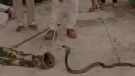 गोपद बनास: सीधी शहर के वार्ड क्रमांक 5 में जहरीला सांप एक मकान में घुसा, वन विभाग की टीम ने पकड़ा