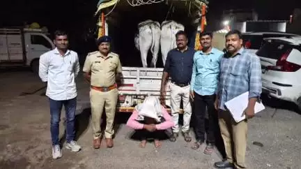अकोला: अकोल्यात "आपरेशन प्रहार" अंतर्गत पोलीसांकडुन २ गोवंशाना महान पिंजर रोडवर दिले जिवनदान..