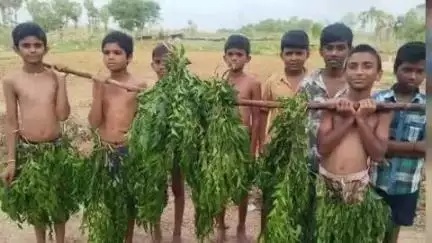 మునగాల: మునగాలలో వర్షాల కోసం గిరిజన విద్యార్థుల 'కప్ప-కాముడు' ఆట