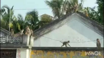 కరీంనగర్: దుర్షేడ్ లో ఆదివారం విధ్వంసం సృష్టించిన కోతులు  ఫారెస్ట్ అధికారులు స్పందించి సమస్య పరిష్కరించాలని స్థానికుల డిమాండ్