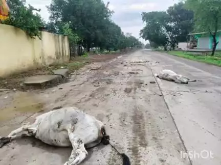 सरई: सरई थाना क्षेत्र के गन्नई गांव में अज्ञात हाइवा ने 3 गोवंशों को मारी टक्कर, तीनों की मौत