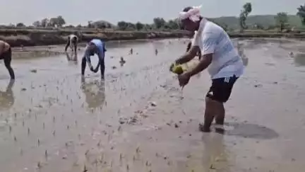 సిరిసిల్ల: రాజకీయమే కాదు వరి నాట్లు కూడా వేయడం వచ్చు కూలీలతో పాటు తన పొలంలో నాటు వేసిన మాజీ జెడ్పిటిసి#localissue