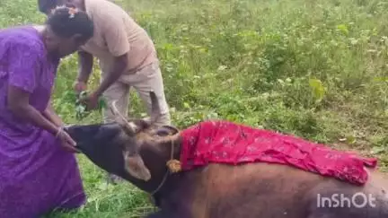 ಹುಣಸೂರು: ತಾಲ್ಲೂಕಿನಲ್ಲಿ ಮುಂದುವರೆದ ಹುಲಿ ಉಪಟಳ, ಒಂದು ಹಸು ಬಲಿ,  ಇನ್ನೊಂದಕ್ಕೆ ಗಾಯ