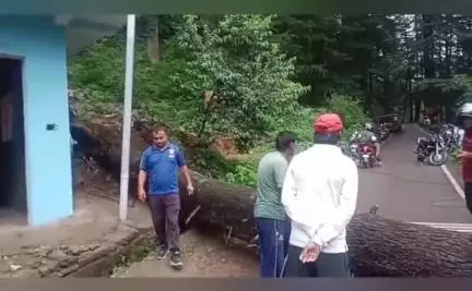 लोहाघाट में विशालकाय देवदार का पेड़ गिरने से बाल बाल बचा बड़ा हादसा एक घंटे मायावती सड़क रही बंद ।