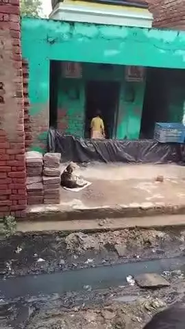 ग्राम कजरौठी सादाबाद में मंदिर की गिरी दिवार कोई सुनवाई नहीं हो रहीं है। नाली में सें मंदिर के अंदर पानी जाता है