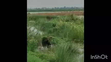चाचूपुर और भुड्डन की मढैया में भरा बाढ़ का पानी चारे को  लाने में दिक्कत #farrukhabad #uttarpradesh #viralvideo