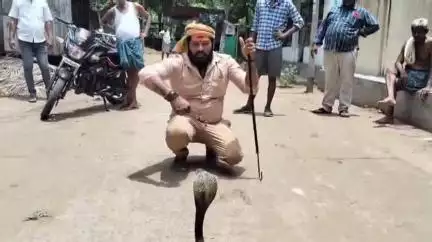 చినగాడవెల్లిలో ఒక ఇంటి వద్ద హల్చల్ చేసిన 6 అడుగుల భారీ గోధుమ తాచుపాము