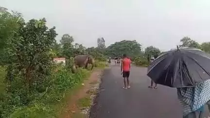 କେନ୍ଦୁଝର ସହର: ଟୁଣୁଟୁଣା ଅରଡ଼େଇ ପୋଲ ନିକଟରେ ଦେଖାଗଲେ ୯ ଟିକିଆ ହାତୀପଲ