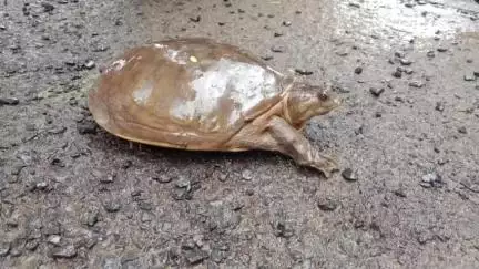 শান্তিপুর: শান্তিপুরে চাষের জমিতে মিলল বিরল প্রজাতির কচ্ছপ, বনদপ্তরের হাতে তুলে দিলেন সচেতন চাষি