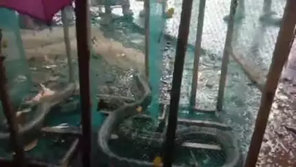 হিঙ্গলগঞ্জ: নতুনহাট এলাকায় মৎস্যজীবীর জালে ধরা পড়ল বিশাল আকৃতির দুটি বিষধর সাপ