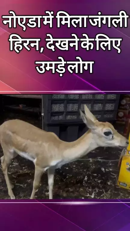दादरी: नोएडा के सेक्टर-93 में मिला जंगली हिरण, वन विभाग को दी गई सूचना