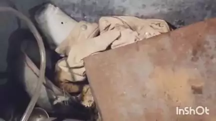 फतेहाबाद: भट्टू में संदूक में मिला जहरीला कोबरा सांप, परिजनों में मची अफरा-तफरी, काटने पर 45 मिनट में इलाज न मिला तो मौत!