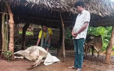 ଢେଙ୍କାନାଳ ସଦର: ବଡ଼ପୋଖରିଆ ଗ୍ରାମର ବଜ୍ରାଘାତରେ ଜଣେ ଗୁରୁତର ଓ ଜଣେ ଆହତ, ଏକ ଗାଈ ମୃତ