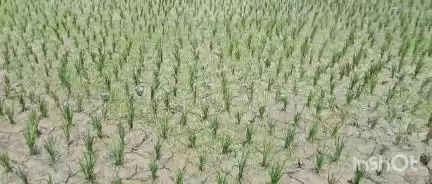 ৰঙিয়া ভাগ: ৰঙিয়াত কৃষকৰ হাহাকাৰ,প্ৰখৰ ৰদত পথাৰত মেলিছে চিৰাল ফাট,ৰ'দৰ তাপত  শুকাই গৈছে কঠিয়া,জনালে ভুক্তভোগীয়ে