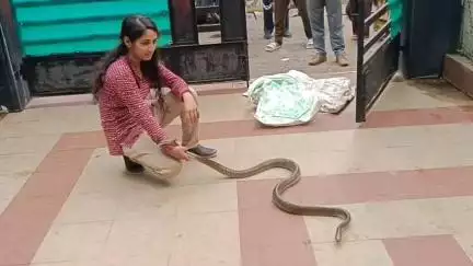 कटनी नगर: वेंकट वार्ड शास्त्री कॉलोनी में घर से निकला घोड़ा पछाड़ सांप, सुरक्षित किया रेस्क्यू