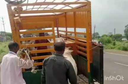 देवास नगर: जिले में सड़क दुर्घटनाओं की रोकथाम के लिए सोनकच्छ हाइवे से गोवंशों को गोशाला में ले जाया गया