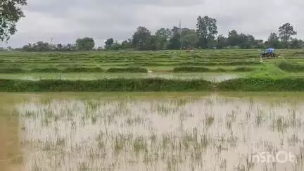 ବୀରମିତ୍ରପୁର: ନୂଆଗାଁ ବ୍ଲକର ୨୦ଟି ପଞ୍ଚାୟତରେ ବର୍ଷା ଯୋଗୁଁ ଧାନ ଚାଷ ବାଧାପ୍ରାପ୍ତ