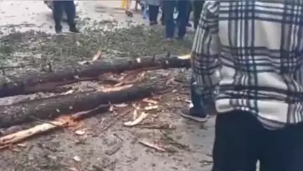 लोहाघाट: भारी बारिश के कारण लोहाघाट के पास शिवालय मंदिर के निकट भारी देवदार का पेड़ गिरने से NH करीब एक घंटा रहा बाधित