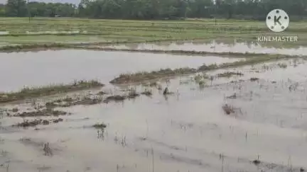 ঝাড়গ্রাম: নহরিয়াতে চাষের কাজ করে বাড়ি নহরিয়াতে বজ্রপাতে মৃত্যু শাশুড়ির, আশঙ্কাজনক বৌমা