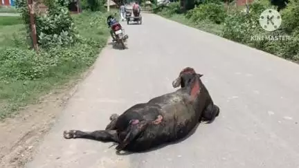 मेजा: रामनगर बाजार के पास अज्ञात वाहन की टक्कर से घायल गाय का इलाज समाजसेवियों द्वारा कराया गया