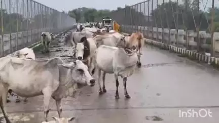 त्योंथर: राजापुर पुल पर पशुओं के जमावड़े से दुर्घटनाएं, ग्रामीणों ने सरकार से पशुओं को हटाने की मांग की