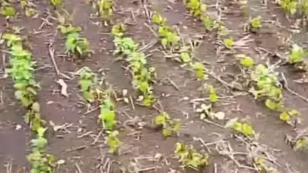 कालापीपल: ग्राम घाटखेड़ी में खरपतवार नाशक से 9 बीघा सोयाबीन नष्ट, किसान ने थाने में की शिकायत