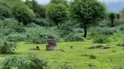 लालसोट: शिवनंदा गांव के चारागाह भूमि पर महात्मा ज्योतिबा फुले और सावित्रीबाई फुले की प्रतिमाओं को तीसरी बार हटाया गया