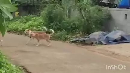 പട്ടാമ്പി: ഞാങ്ങാട്ടിരിയിൽ ആശങ്ക, നിരവധി ആളുകളെ കടിച്ച തെരുവ് നായ ചത്ത നിലയിൽ