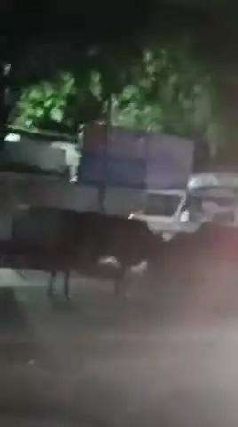 मुरादाबाद: सिविल लाइन थाना क्षेत्र में आवारा पशुओं के लड़ने का वीडियो सोशल मीडिया पर वायरल, यातायात प्रभावित रहा