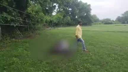 बीकापुर: गौहानी कला गांव के पास सड़क के किनारे खेत में लटके विद्युत तार की करंट की चपेट में आने से कीमती भैंस की हुई मौत