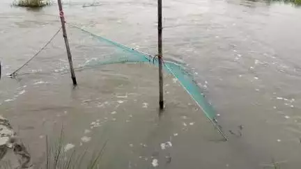 মঙ্গলকোট: কুনুরের বন্যার জলস্তর কমতেই বিষধর সাপের উপদ্রব বাড়ছে মঙ্গলকোটের উজিরপুর সহ তার পার্শ্ববর্তী এলাকায়