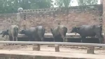 अमृतपुर: लीलापुर गांव में पालतू चार भैंसें कहीं से घूमते हुए आ गईं, ग्रामीणों ने पुलिस को दी सूचना