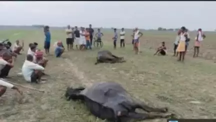 बैरिया: दियरांचल के गोपालनगर में आकाशीय बिजली की चपेट में आकर दो भैंस मरी, मौके पर पहुंचे चिकित्सक व लेखपाल