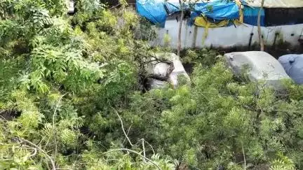 पोरसा: पोरसा के रेस्ट हाउस में सैकड़ों साल पुराना नीम का पेड़ टूटकर वाहनों पर गिरा