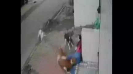 इंदौर: इंदौर में 4 आवारा कुत्तों ने कॉलेज छात्रा पर किया हमला, सीसीटीवी फुटेज आया सामने