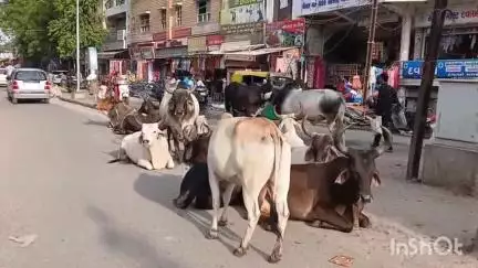 શહેરમાં રખડતા પશુઓના આતંક મામલે કોંગ્રેસના આગેવાને પાલિકા સામે આક્ષેપો કર્યા