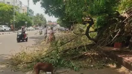 విశాఖపట్నం: పెదవాల్తేరు జంక్షన్ వద్ద విశాఖలో వీచిన ఈదురు గాలులకు నెలకొరిగిన భారీ వృక్షము.. తప్పిన పెను ప్రమాదం..