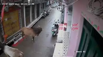 हटा: हटा के मुख्य बाजार में सांडों के उत्पात से राहगीर व दुकानदार हो रहे हैं परेशान, सांडों की लड़ाई का CCTV फ़ुटेज आया सामने
