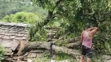 पाटी: पाटी विकासखंड के भींगराड़ा में आवासीय मकान पर गिरा भारी भरकम पेड़, बड़ा हादसा होने से बाल-बाल बचा