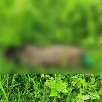 ऊंचाहार: बाहरपुर ईश्वरदासपुर गाँव में करंट की चपेट में आने से राष्ट्रीय पक्षी मोर की हुई मौत