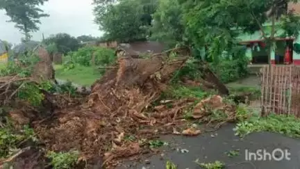 मेहरमा: बाराहाट-भगैया मुख्य मार्ग पर सीमानपुर के पास पेड़ गिरने से यातायात बाधित