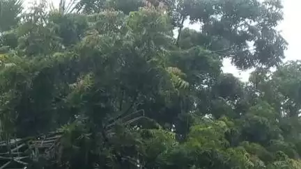 ইংরেজবাজার: ঝাড়খন্ডে অবস্থানরত গভীর নিম্নচাপের ফলে বৃষ্টি হচ্ছে মালদায়, গত ২৪ ঘন্টায় মালদায় বৃষ্টি হয়েছে ৯৬ মিলিমিটার