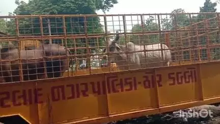 પેટલાદ: શહેરમાં કોલેજ ચોકડી વિસ્તારમાંથી નગરપાલિકા દ્વારા રખડતી ગાયોને પકડવામાં આવી
